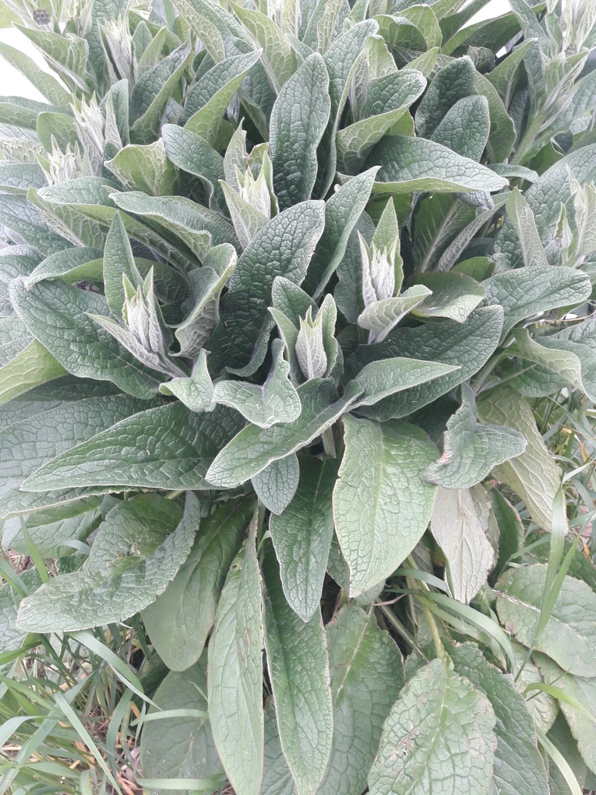 Comfrey Root Cuttings LIVE 4 Bocking 4 Symphytum x uplandicum for Soil Building & Medicinal Herb