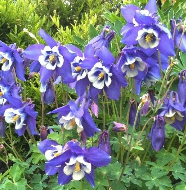 Columbine Seeds - 500 Non-GMO Blue Perennial Flowers - Aquilegia caerulea