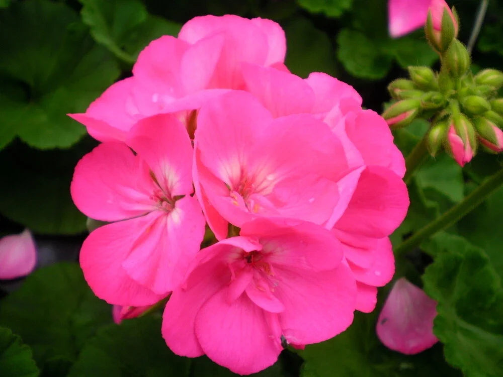 Maverick Pink Geranium Seeds - Pelargonium x hortorum - Bright Pink Flower Seeds for Garden, Containers & Borders - 12 Pack