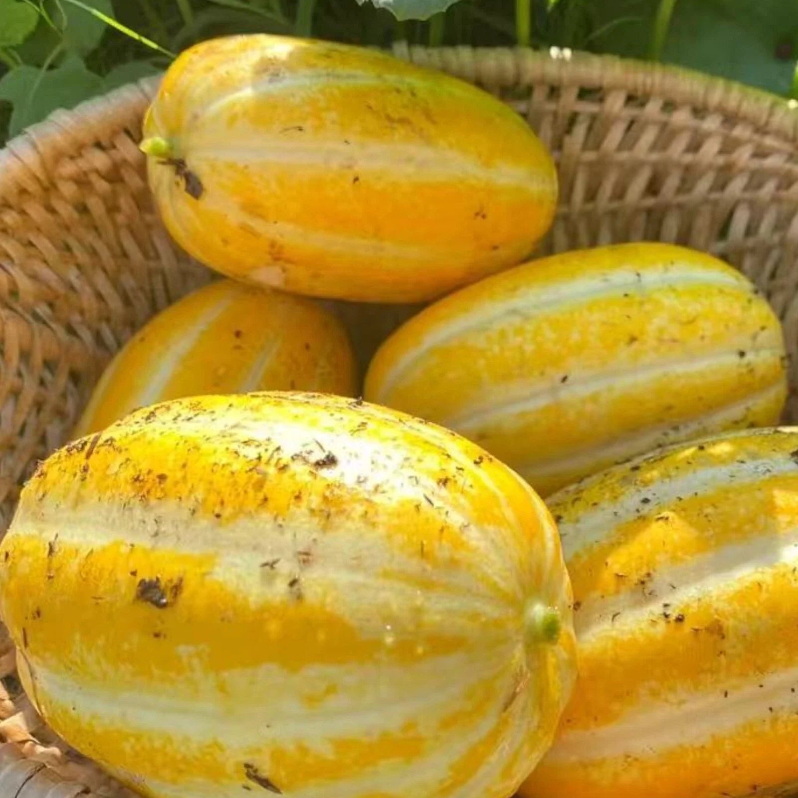 Korean Melon Seeds - 120+ Pack - Asian Cucumber Melon Variety - Cucumis melo subsp. makuwa - Sweet, Refreshing Fruit