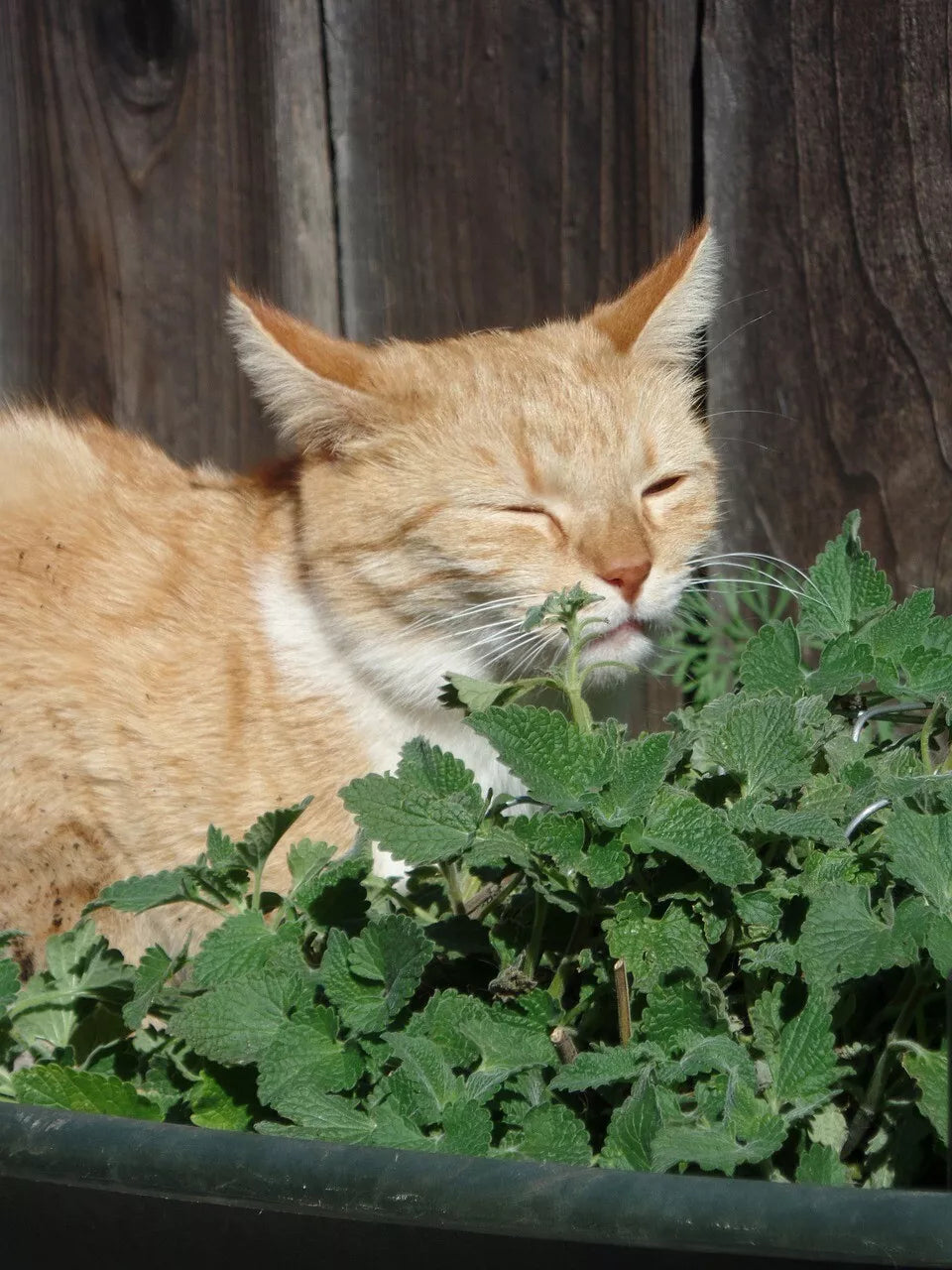 Catmint Herb Seeds 1000 Pack - Nepeta cataria Catnip for Gardens & Indoor Pots