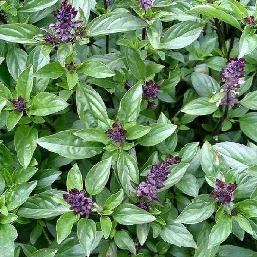 Cinnamon Basil Seeds - Non-GMO Herb Seeds - Ocimum basilicum - Fragrant, Culinary, Indoor & Outdoor Gardening