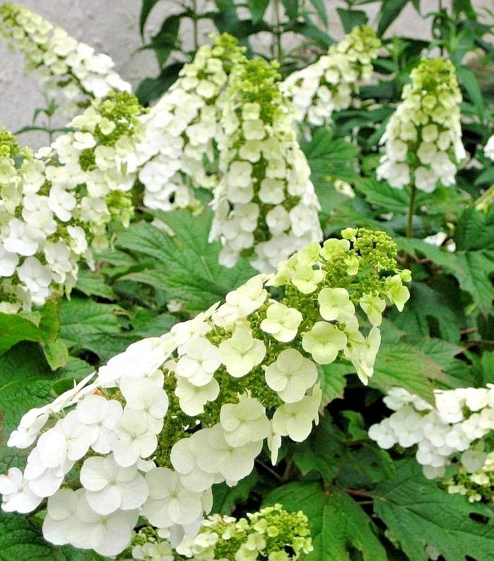 Hydrangea Quercifolia 'Snow Queen' Live Plant - 5-6" Tall Oakleaf Hydrangea for Partial Shade to Full Sun