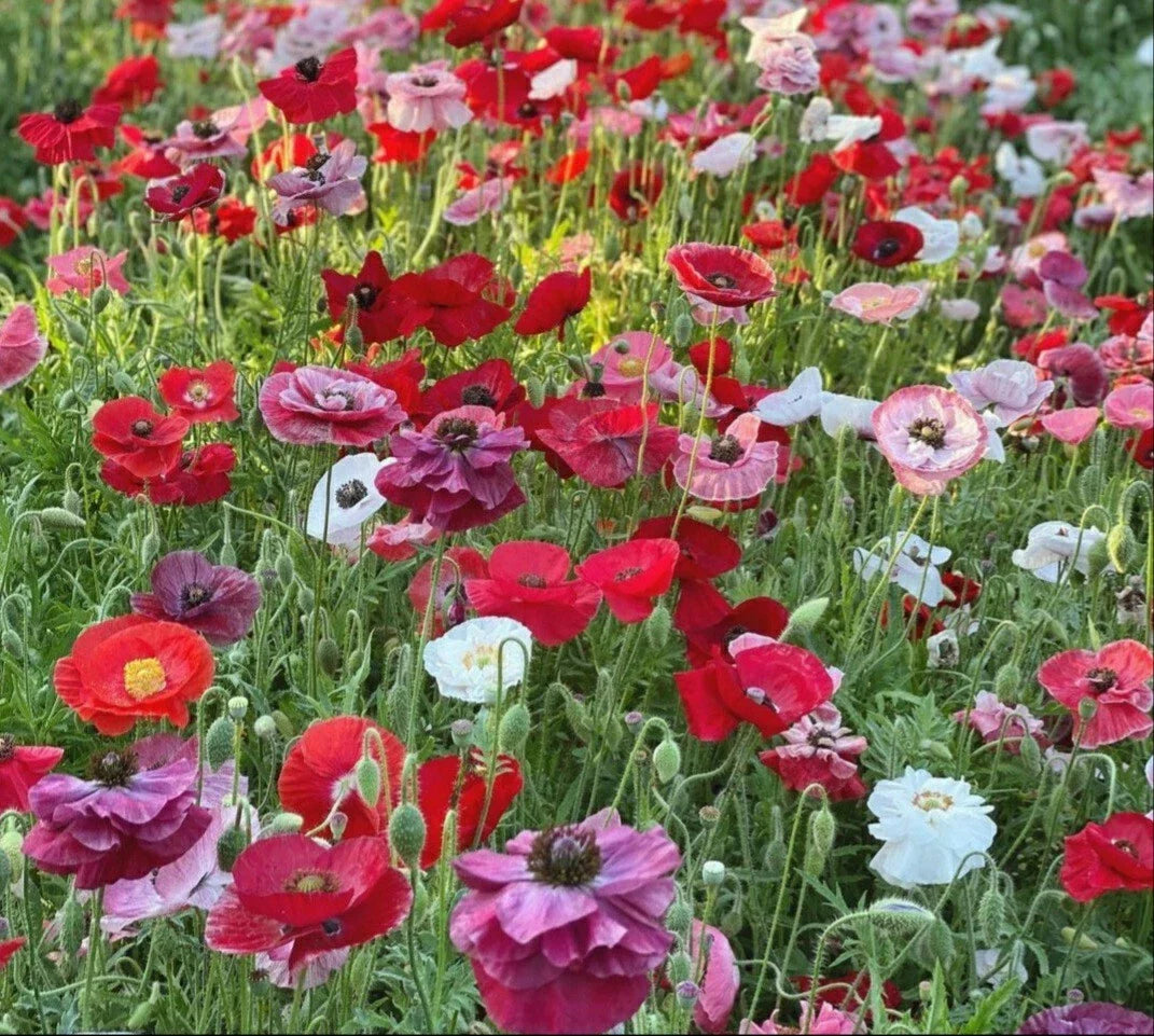 Poppy Mix Wildflower Seeds - 300 Seeds - Colorful Annual & Perennial Poppies - Papaver spp. for Gardens & Meadows