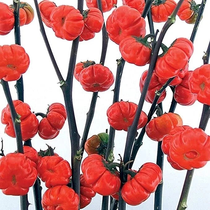 Pumpkin on a Stick Eggplant Seeds - 10 Seeds, Solanum integrifolium, Unique Mini Pumpkin Fruit, Ornamental & Culinary Vegetable