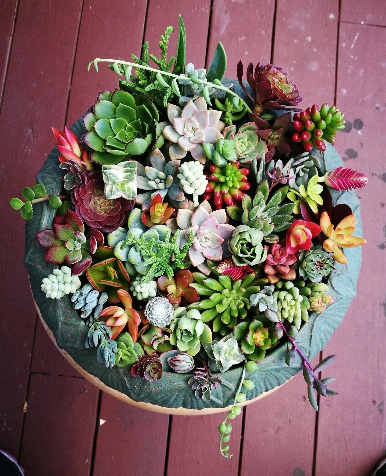 Assorted Succulent Cuttings Set – 12 or 22 Varieties for DIY Arrangements, Home Decor & Gifts – Low-Maintenance Succulent Plants