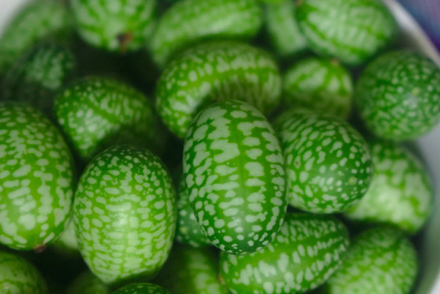 Cucamelon Seeds - 30 Sour Gherkin Seeds Melothria Scabra Rare Mini Mouse Melon
