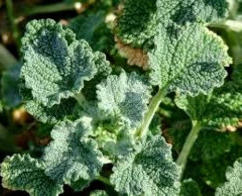 Horehound Seeds - 100 Organic Marrubium Vulgare Seeds for Medicinal Herb Gardens