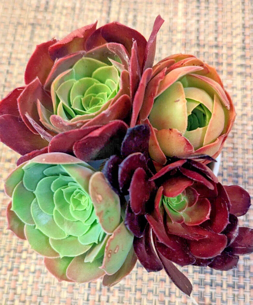 Aeonium Cuttings Set of 4 - Varied Colors - 3" Diameter - Aeonium spp.