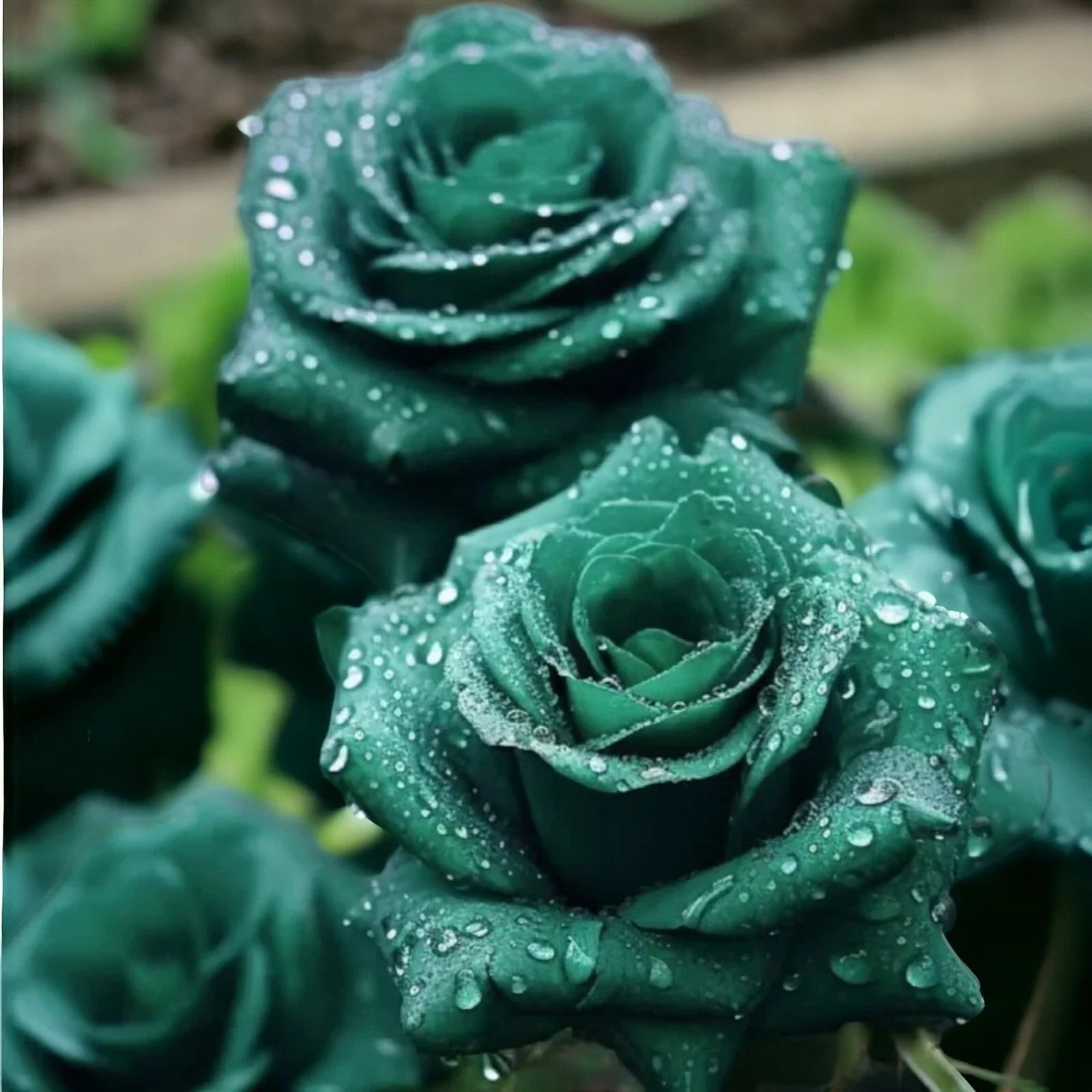 Scottish Green Rose Seeds - 20 Non-GMO Heirloom Rosa spp. for Garden, Patio, Pollinator Attraction