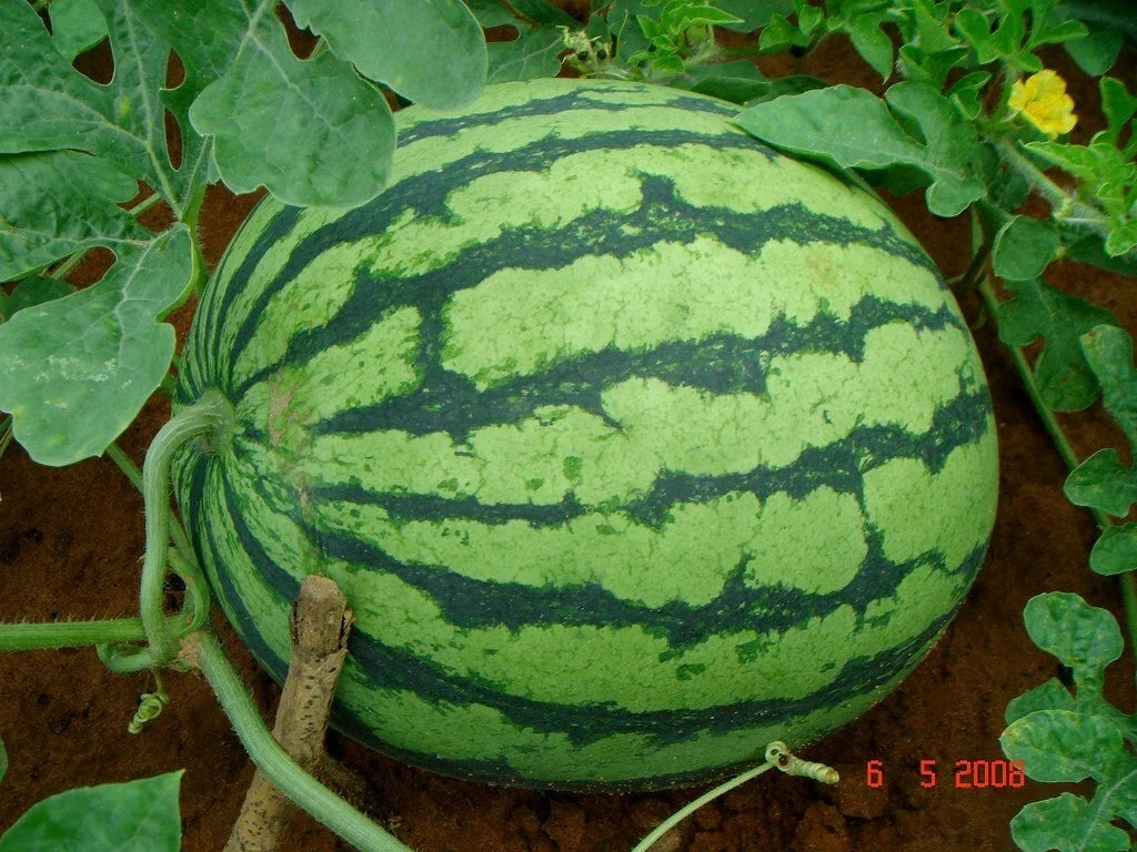 Crimson Sweet Watermelon Seeds - 50 Pack, Citrullus lanatus, Heirloom, Sweet Red Flesh, Garden Seeds for Homegrown Melons