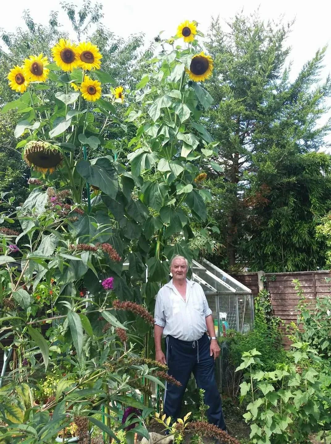 50 King Kong Sunflower Seeds - Multi-Headed Helianthus annuus - Tallest Sunflower Variety