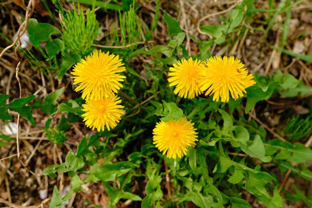 Dandelion Seeds Bulk - 2500 Seeds - Perennial Yellow Flower - Taraxacum officinale