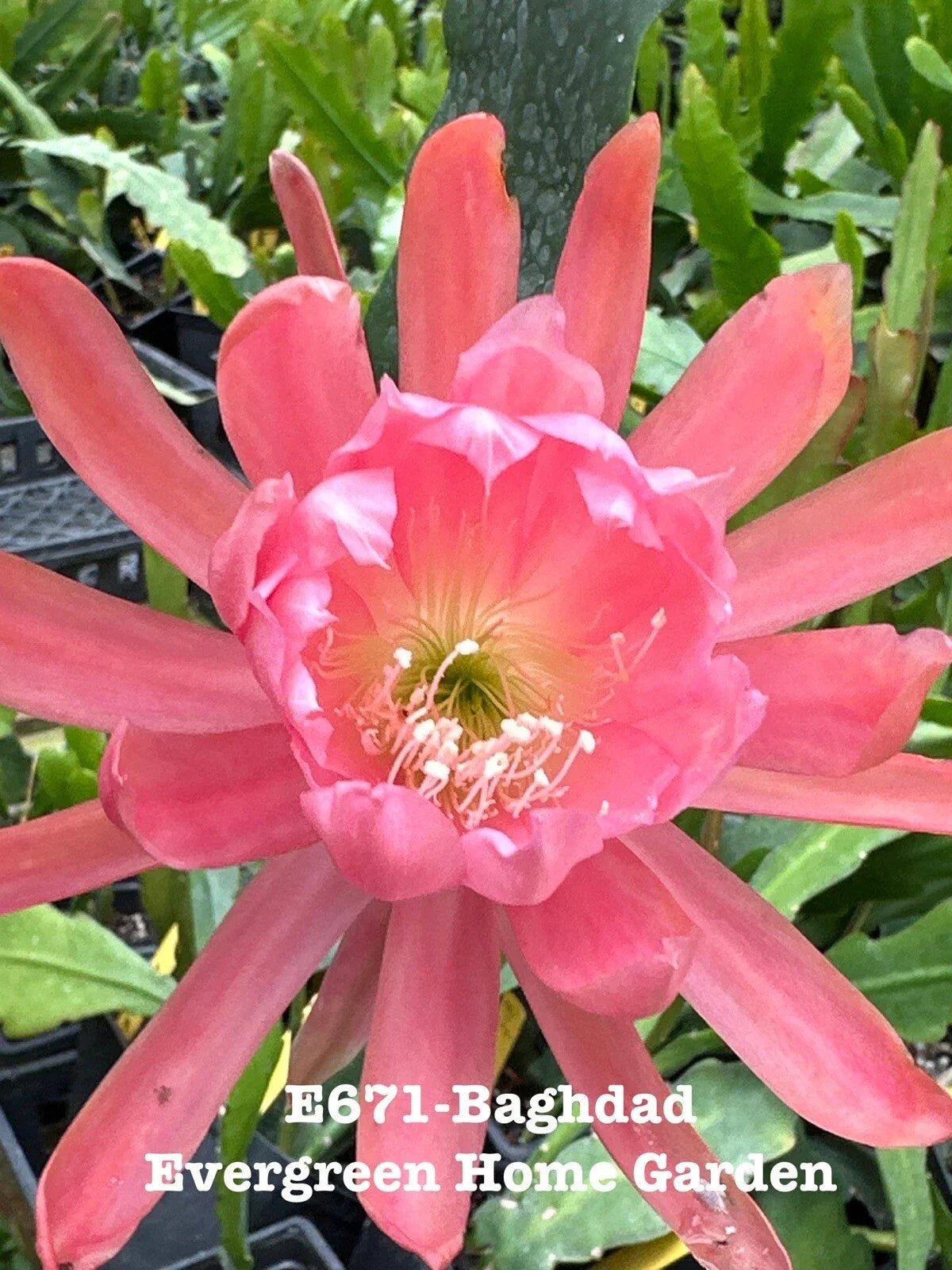 Epiphyllum Orchid Cactus "Baghdad" - 4" Rooted Houseplant, Tropical Succulent, Easy Care, Epiphyllum spp.