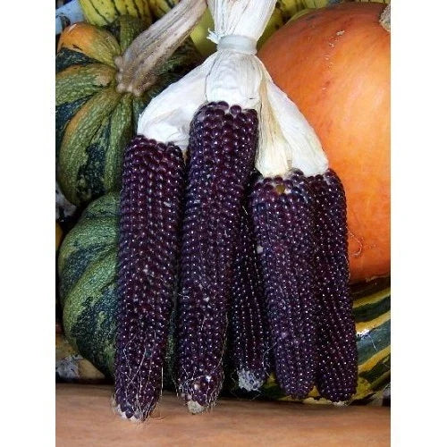 Blue Kernel Popcorn Seeds - 50 Non-GMO Zea mays Everta for Home Garden, Fluffy White Popping Corn