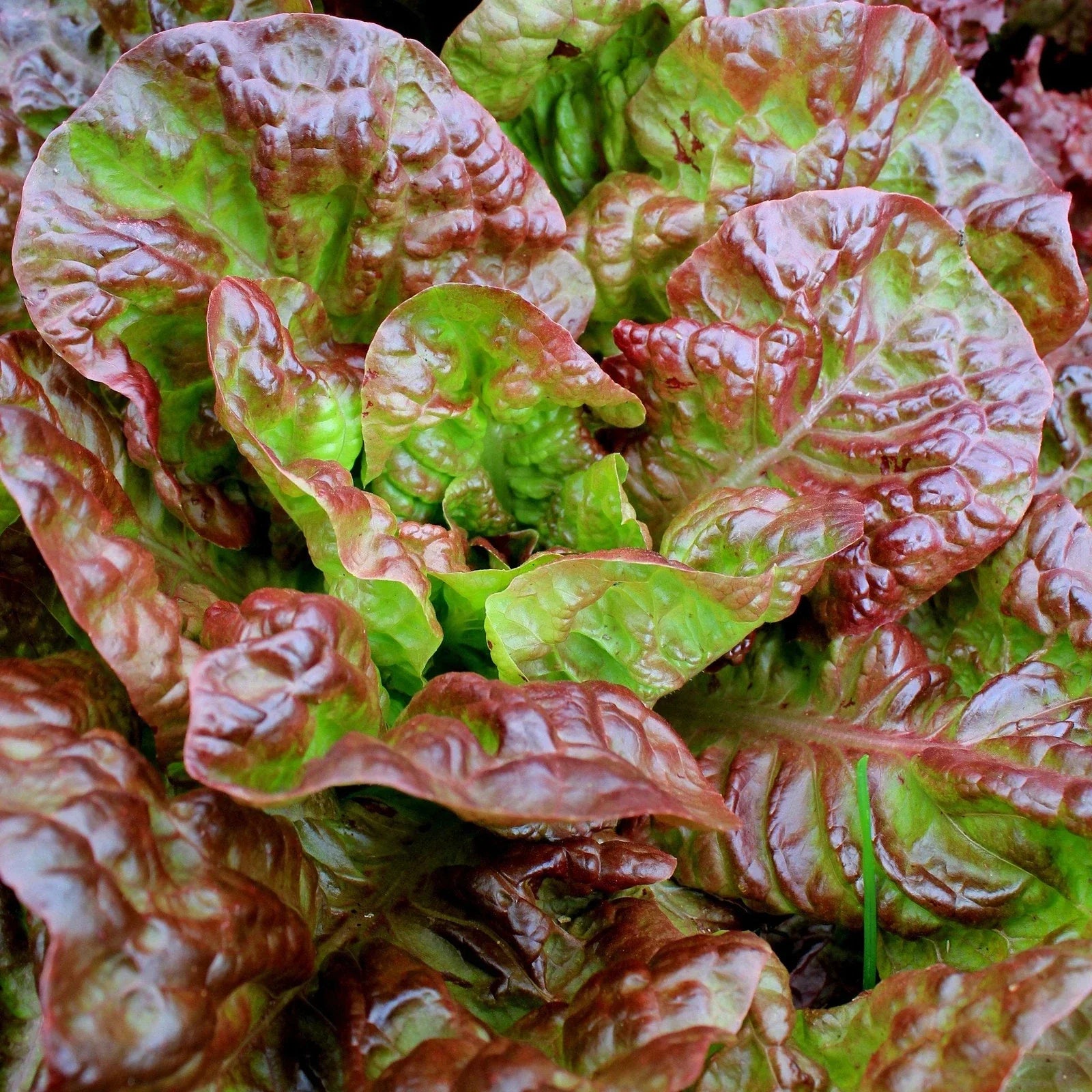 Ruby Red Leaf Lettuce Seeds - Non-GMO Heirloom Lactuca sativa, 1000+ Packets for Salad Gardens, Indoor & Outdoor Planting