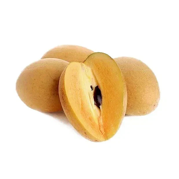 Very Sweet Sapote Seeds - 10 Pack - Sapodilla - Fresh 2024 - USA Seller