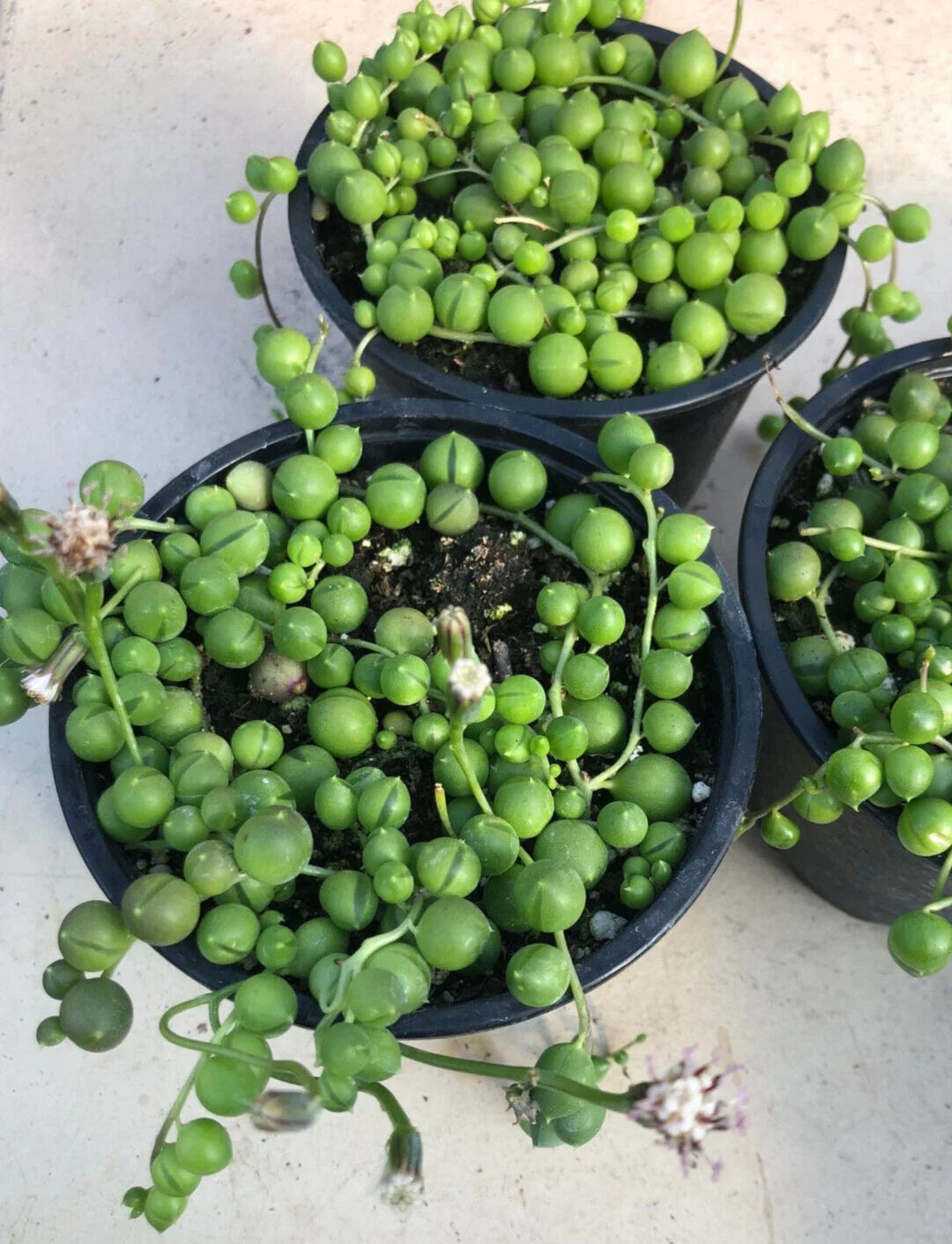 String of Pearls Plant 4" Pot Senecio rowleyanus Indoor Succulent Low Maintenance Houseplant