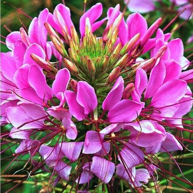 Mauve Queen Spider Seeds - Clome Spinosa Perennial Flower Seeds for Garden, Full Sun, 100 Count