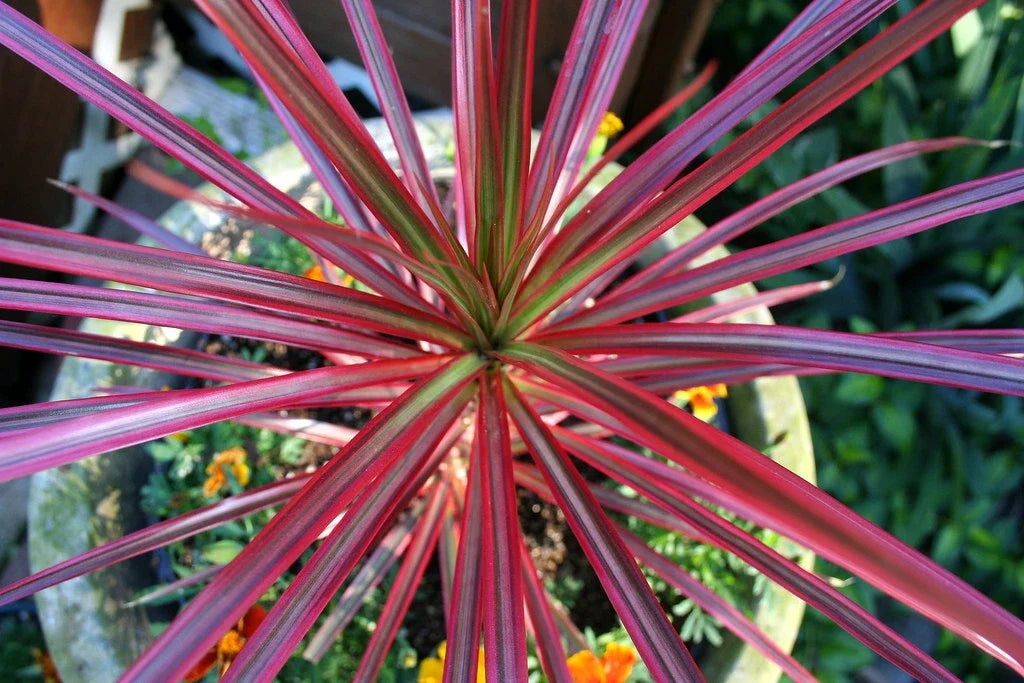 Dracaena Spikes Seeds - 1000 Count - Indoor Outdoor Planting - Dracaena spp. - Easy Care, Drought Tolerant, Bright Indirect Sunlight