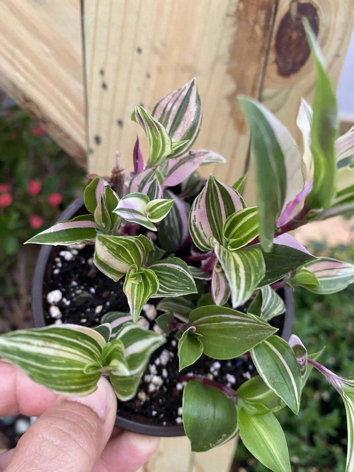 Tradescantia Tricolor Live Houseplant 4" Pot, Variegated Foliage, Tradescantia zebrina, Indoor Plant