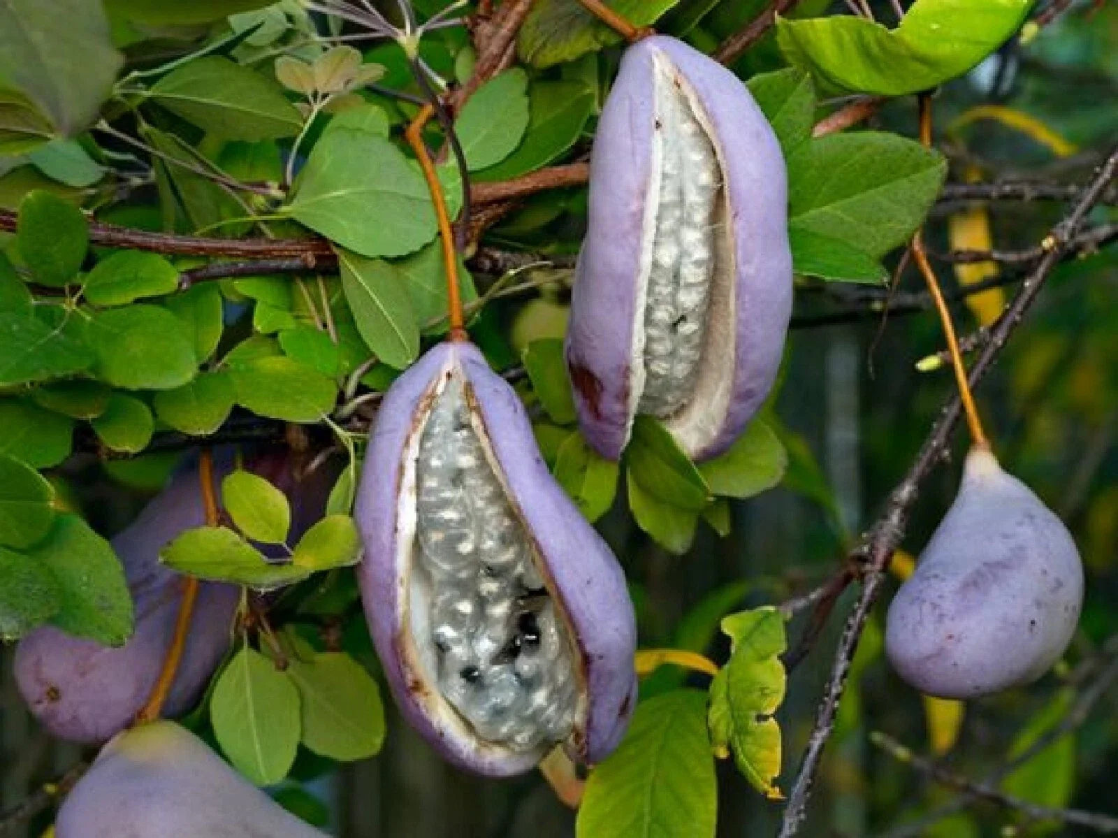 Chocolate Vine Seeds - 5 Pack, Edible Akebia quinata, Purple Flowers, Climbing Vine, Garden Seeds, Free Shipping