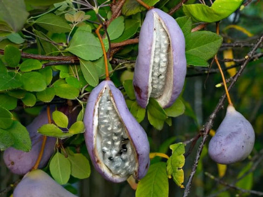 Chocolate Vine Seeds - 5 Pack, Edible Akebia quinata, Purple Flowers, Climbing Vine, Garden Seeds, Free Shipping