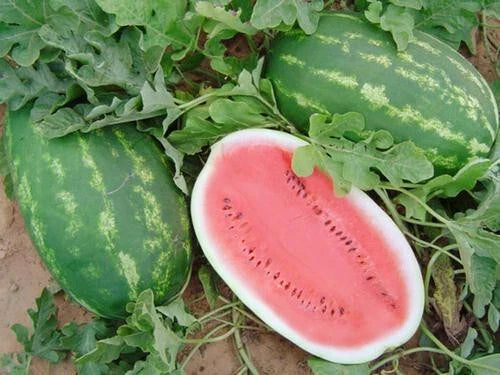 Allsweet Watermelon Seeds Pack – Citrullus lanatus, 50+ Non-GMO Seeds for Home Garden Planting, Juicy, Sweet Watermelons