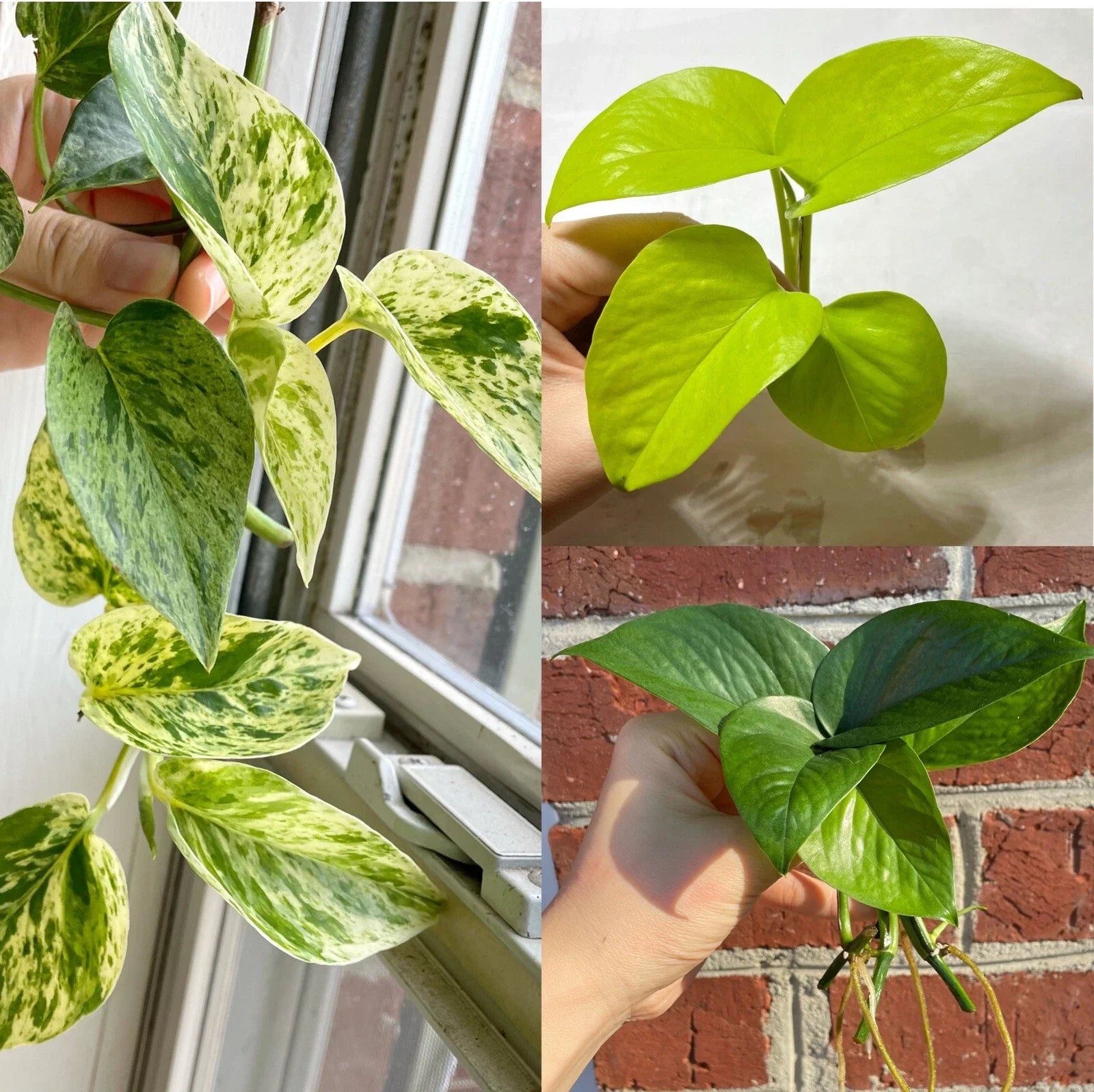 Pothos Cuttings Combo Set 6 Epipremnum aureum Indoor Plant Varieties - Marble Queen, Lemon Neon, Jade Green
