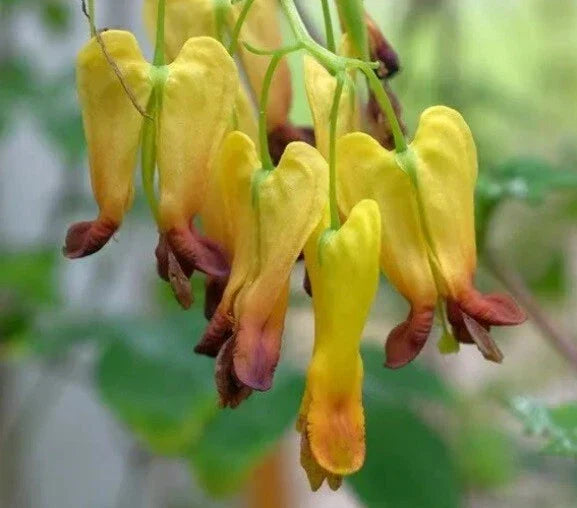 25 Bleeding Heart Seeds - Dicentra spectabilis - Shade Loving Perennial with Heart-Shaped Blooms