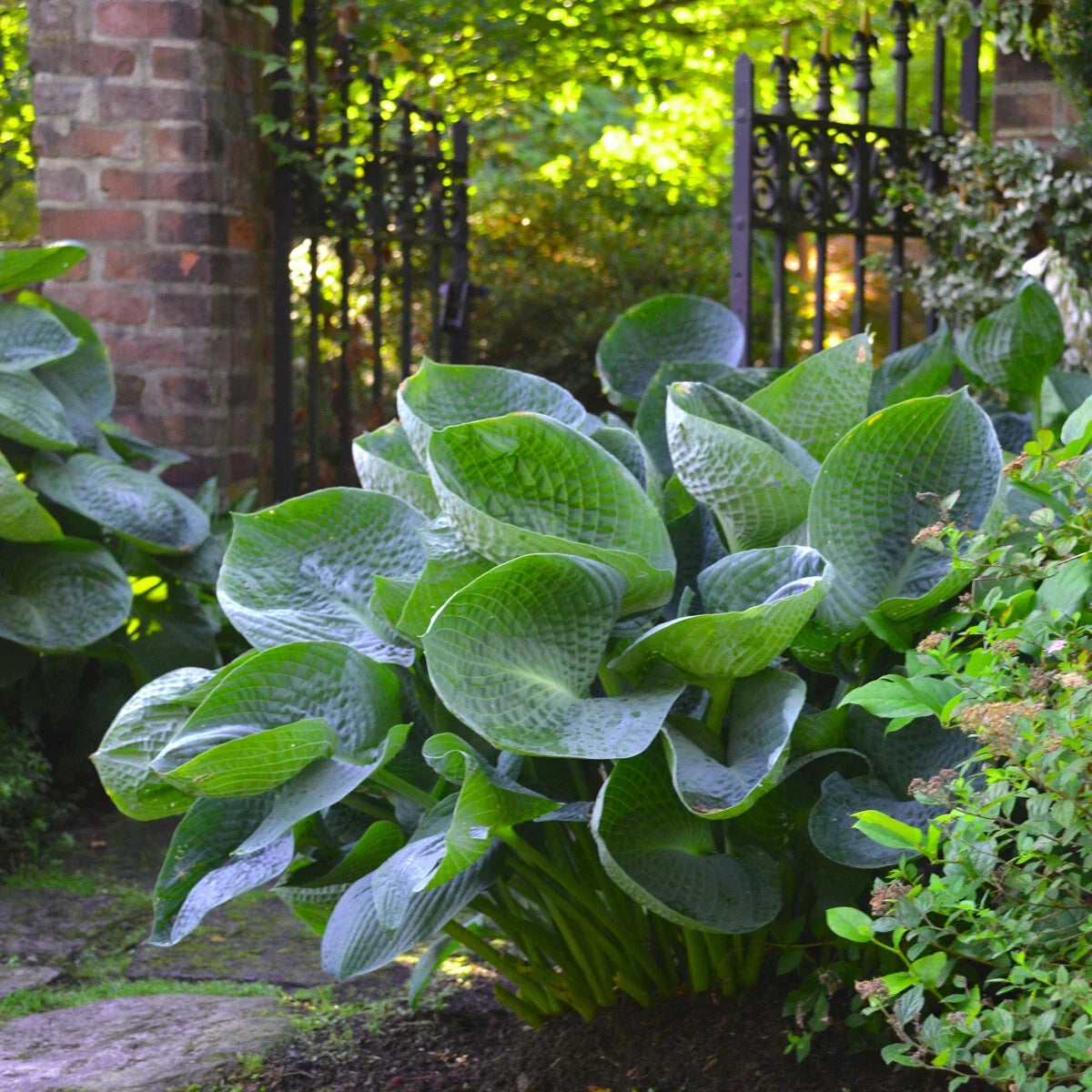 Hosta Abiqua Drinking Gourd Plant in 5.25" Pot - Shade-Loving Perennial with Cupped Leaves