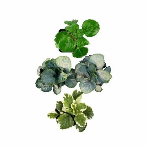 Plectranthus Swedish Ivy Assorted Rooted Starter Plants – Indoor House Plants for Home & Office