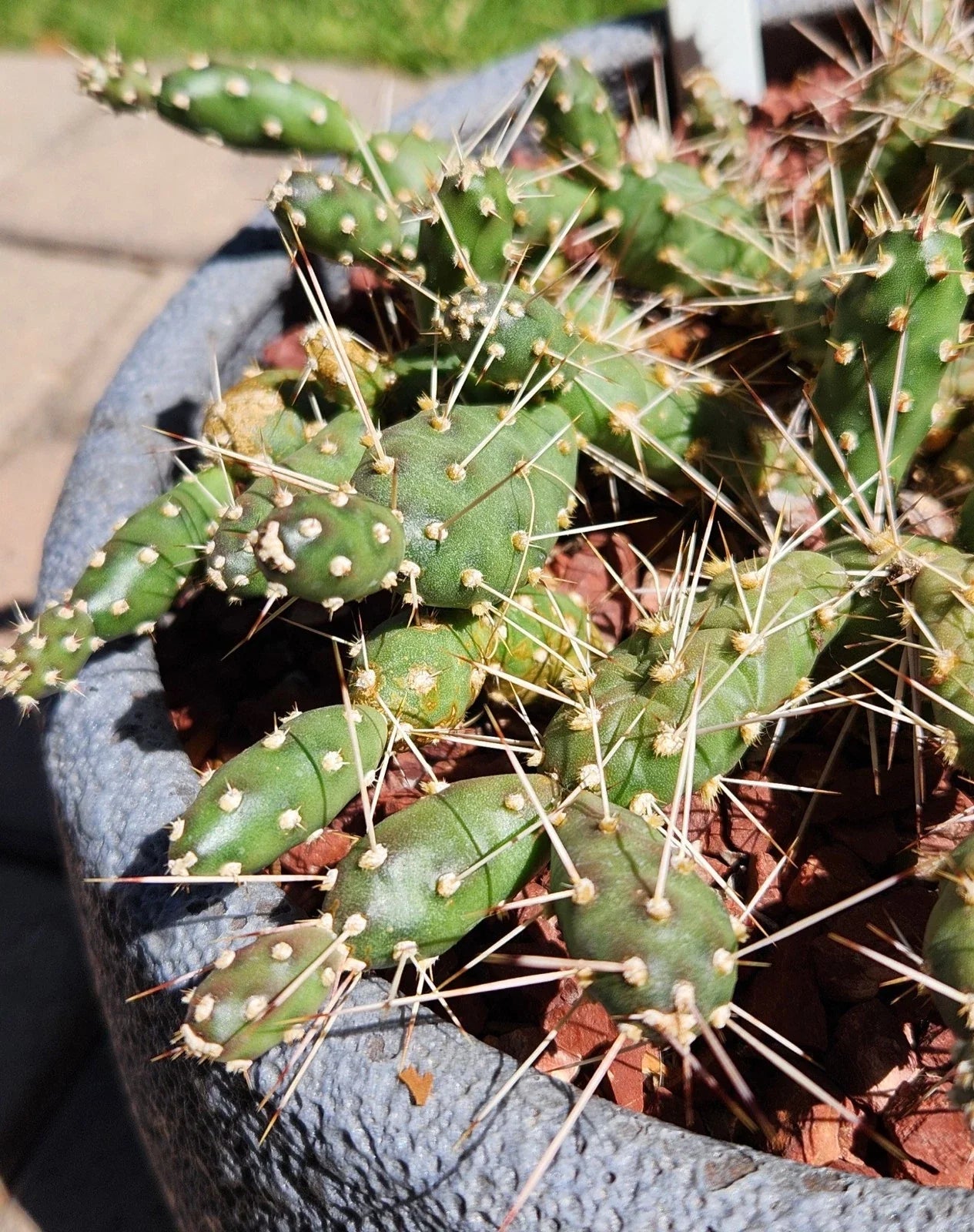 Brittle Prickly Pear Cactus Pad Cuttings – Opuntia Fragilis – Flagstaff Arizona Variety – Drought-Tolerant, Easy Care, Native Desert Plant