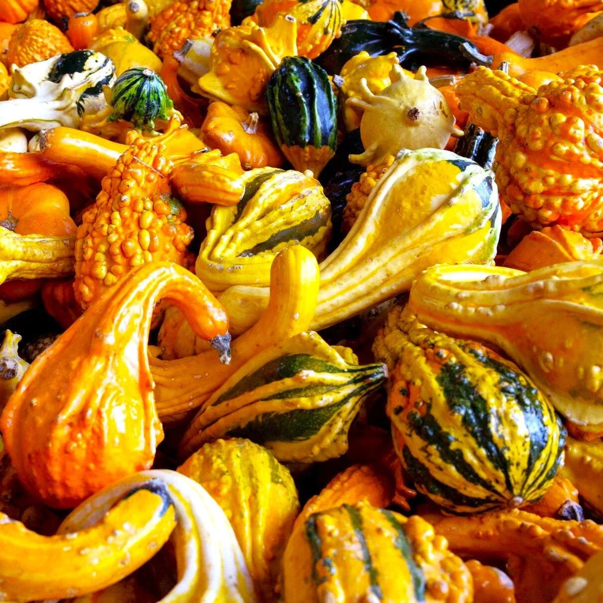 Large Ornamental Gourd Seeds Mix | Decorative Fall Squash | Cucurbita pepo | Autumn & Winter Decor Seeds