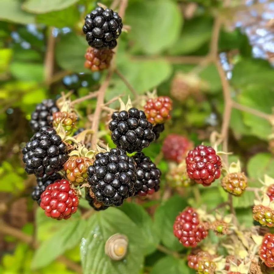 Southern Wild Blackberry Bush Live Starter Plant in 3.5" Pot, Rubus argutus, Blackberries, Full Sun, Well-Drained Soil