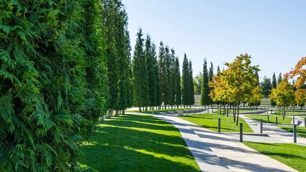 Western Red Cedar Tree Seeds - 50 Pack, Thuja plicata, Conical Evergreen, Landscaping, Reforestation, Garden Planting