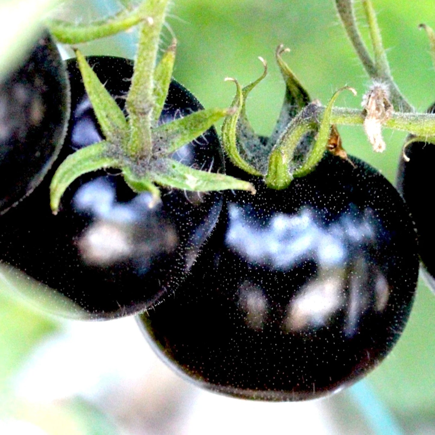 European Black Cherry Tomato Seeds - Heirloom, Non-GMO, Sweet & Juicy, Solanum lycopersicum, 75+ Seeds