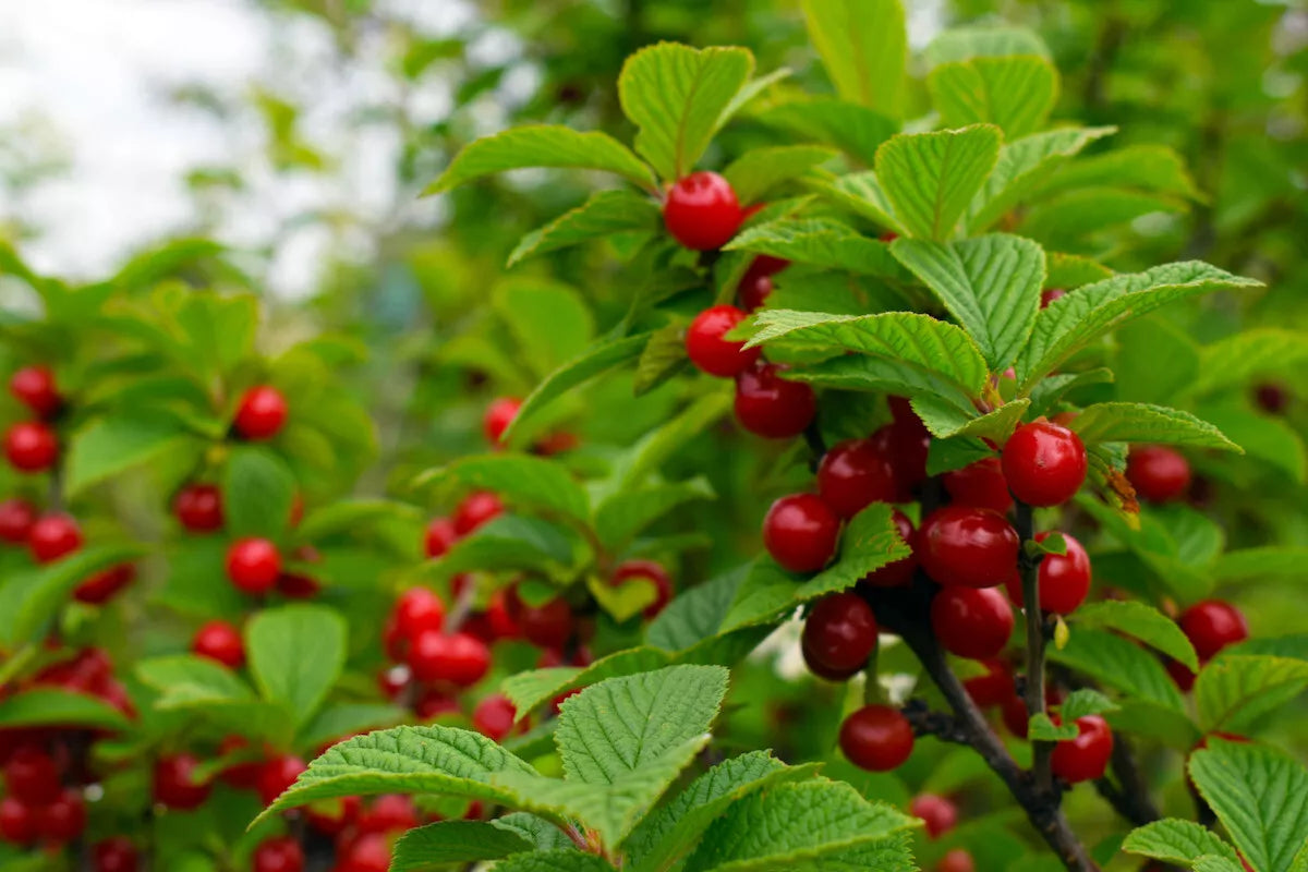 Nanking Bush Cherry Live Plant Bare Root Prunus tomentosa 'Nanking' Cold-Hardy Edible Fruit Shrub Zones 2-8