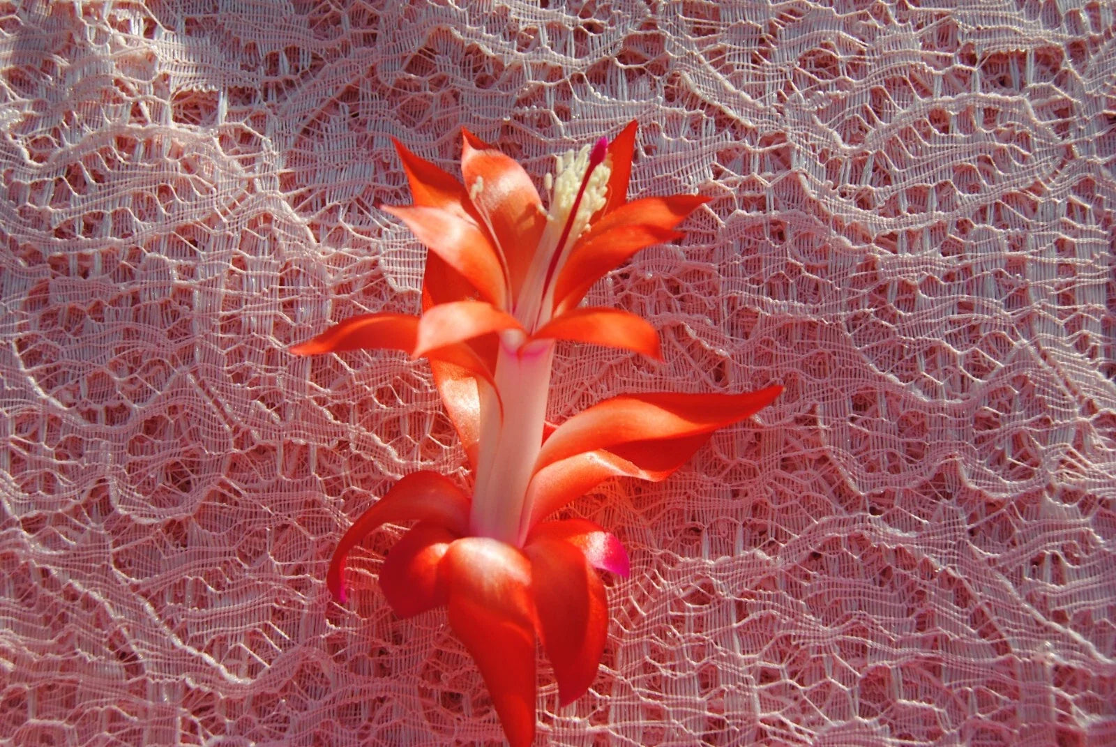 Christmas Cactus Starter Plant - Small LaKoda Fire Schlumbergera Truncata - Vibrant Red Blooms, Well-Rooted Indoor Houseplant