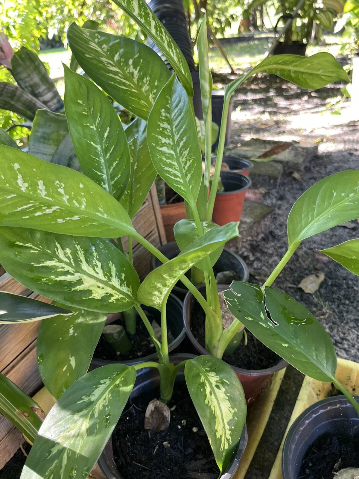 Dieffenbachia Tropical Snow - Easy to Grow Rooted Dumb Cane Plant for Indoor Decor