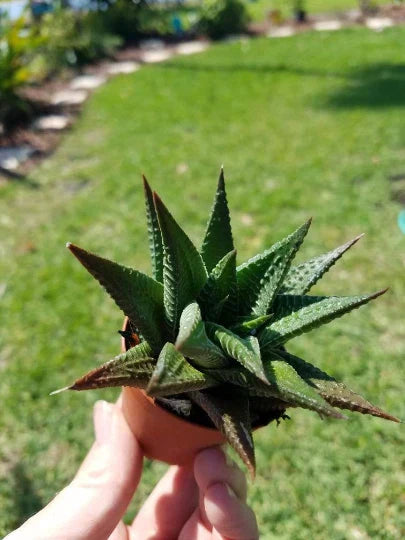 Haworthia Limifolia Succulent 2" Pot - Fairy Washboard - Rooted Haworthiopsis Plant
