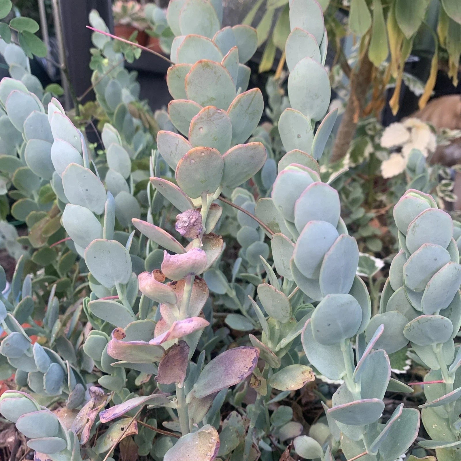 Kalanchoe Marnieriana Cuttings - 3 Pack Succulent Plant Clippings for Propagation - Indoor & Outdoor Decorative Succulents