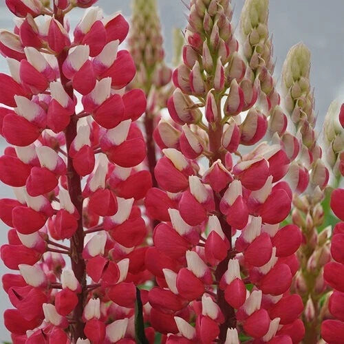 Red White Lupine Seeds - Perennial Flower Seeds for Borders & Gardens - Lupinus polyphyllus, Hardy, Easy to Grow, 25 Pack