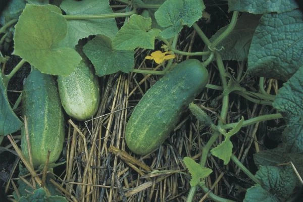 Cucumber Seeds 100g Calypso Pickling Cucumis sativus Organic Fresh Seeds for Home Gardening