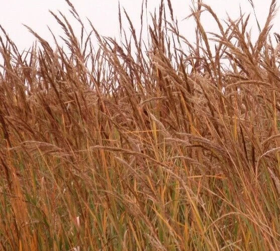 Indian Grass Seeds - Perennial Ornamental Grass Pack with 600+ Sorghastrum nutans Seeds for Garden Landscaping