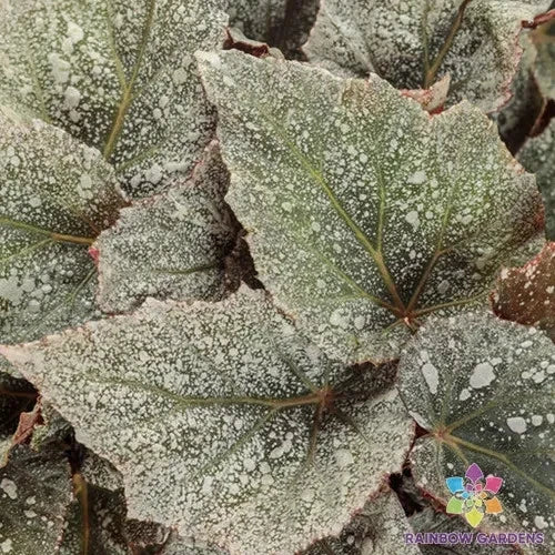 25+ Triton Rex Begonia Seeds - Space Age Variety - Exotic Indoor Garden Seeds - Begonia rex, Perennial, Indoor/Outdoor