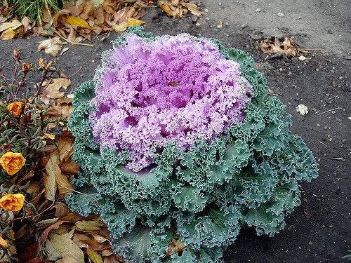 Ornamental Kale Kamome Pink Seeds - 40 Fresh Brassica oleracea Seeds