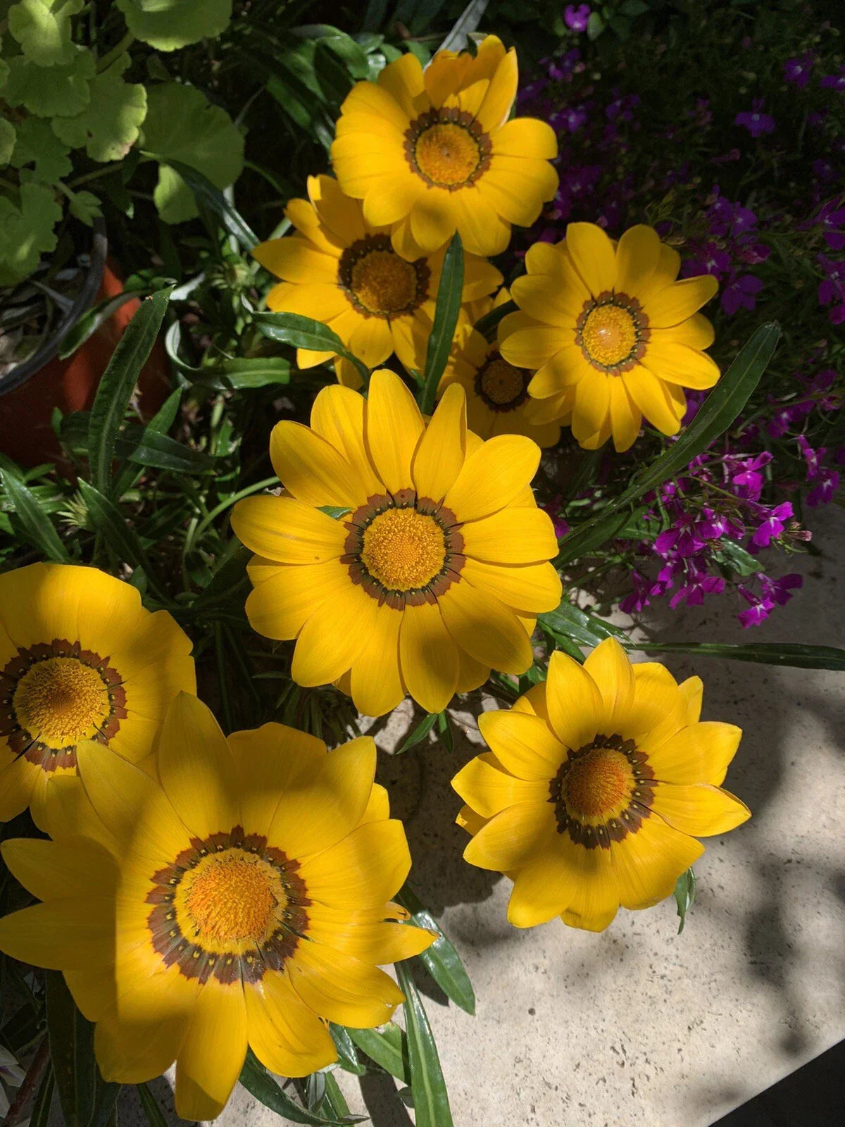 Gazania Rigens Plant - Vibrant Yellow Flowering Perennial Ground Cover