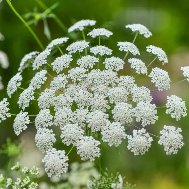 Bishop's Flower Seeds - 300+ Ammi Majus White Annual Seeds - USA Grown