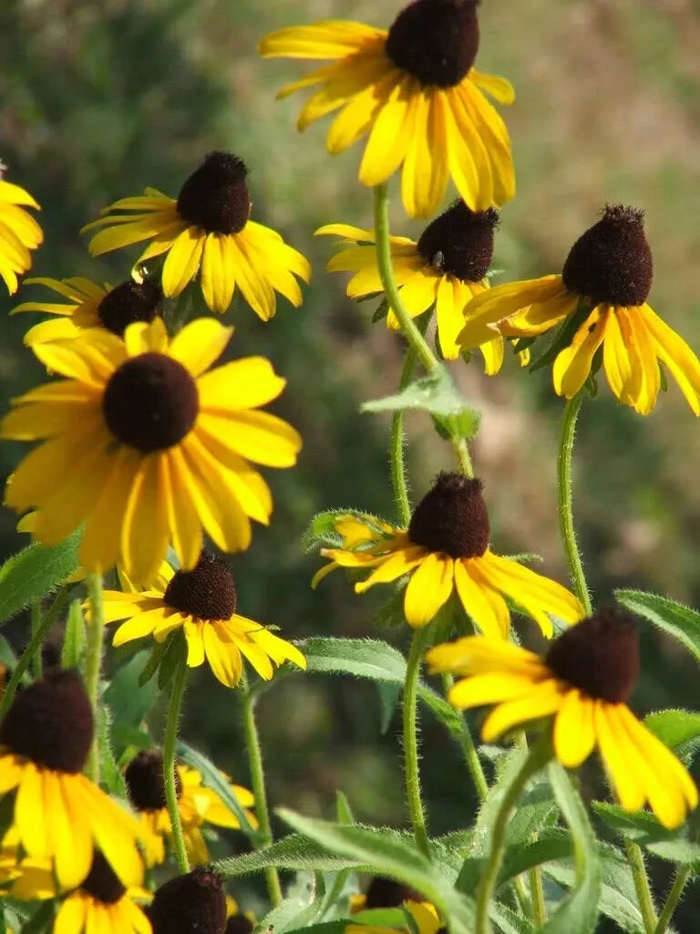 Coneflower Seeds - 2200 Pack - Clasping Leaf Yellow - Echinacea Tenuifolia - Perennial Wildflower Seeds for Pollinators